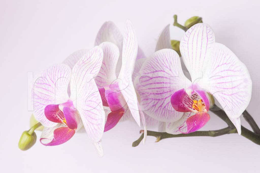 Фотообои Розовая орхидея красивая