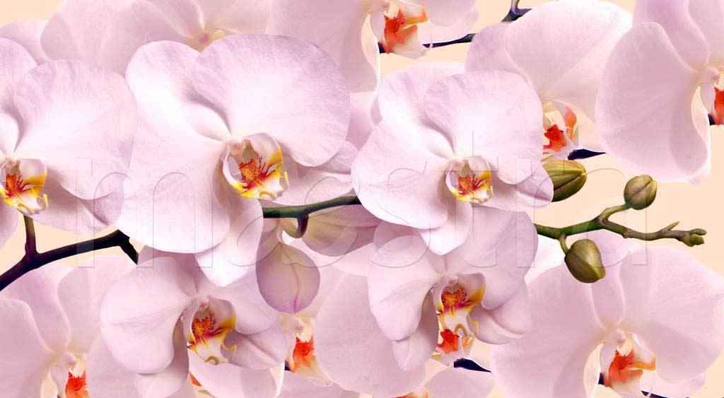 Фотообои Нежно розовая орхидея пушная