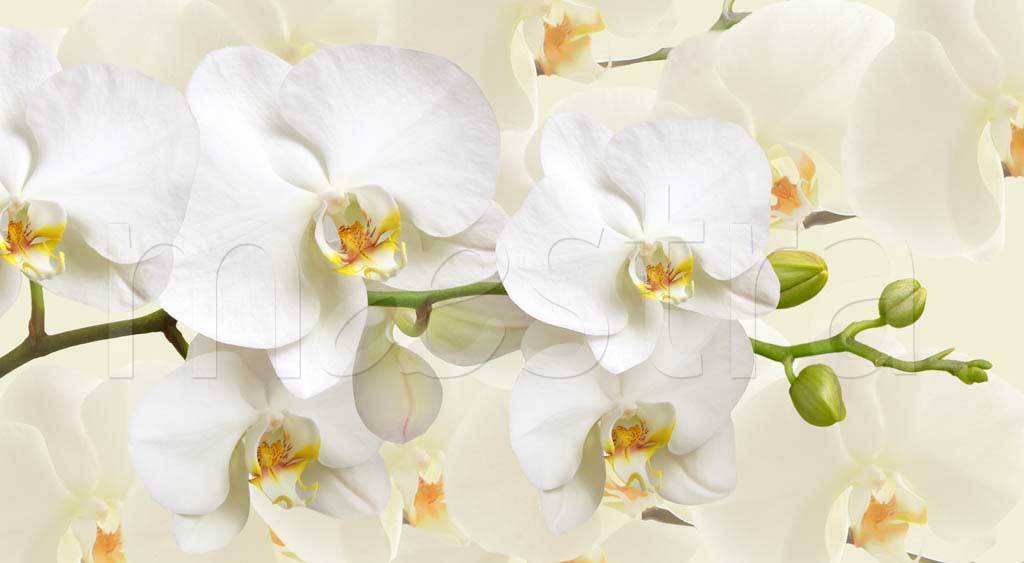 Фотообои Белая орхидея пленительная